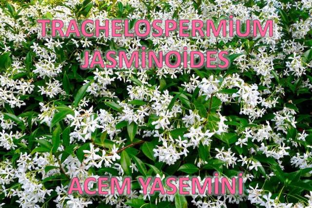 uploads/25022017180831/ACEM YASEMİNİ.jpg